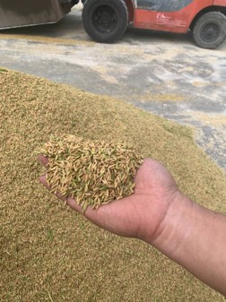 Pokok padi dalam program FGV Smart SBB