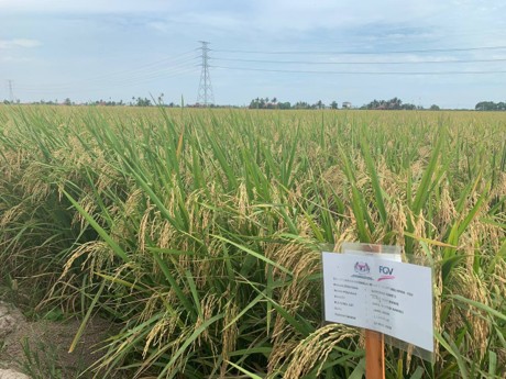 Penggunaan Paddy Guard di program FGVIF