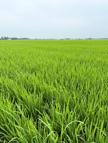 Keadaan sawah padi