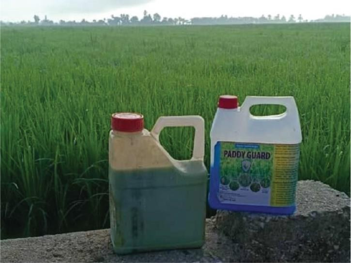 Percubaan Paddy Guard