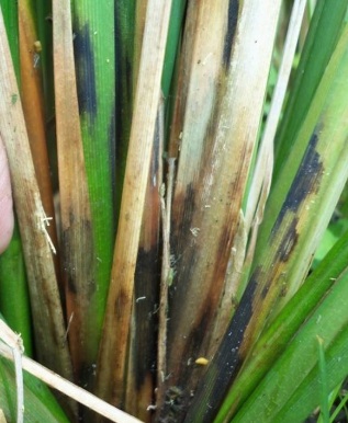 BLB Hawar Daun Bakteria