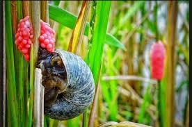 Telur Siput dan Siput Gondang Mas